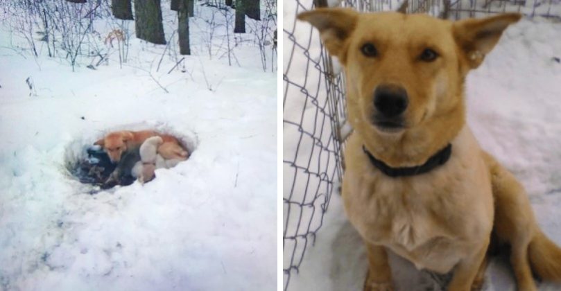 Lidé zachránili fenku, která žila ve sněhu spolu se 6 štěňaty. Tahle supermáma je neopustila!