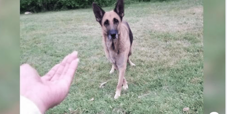 Nechat psa na ulici je něco, co by většina z nás nikdy neudělala. Někteří lidé se bohužel takto zbavují svých psů. Krásný příběh opuštěného německého ovčáka...