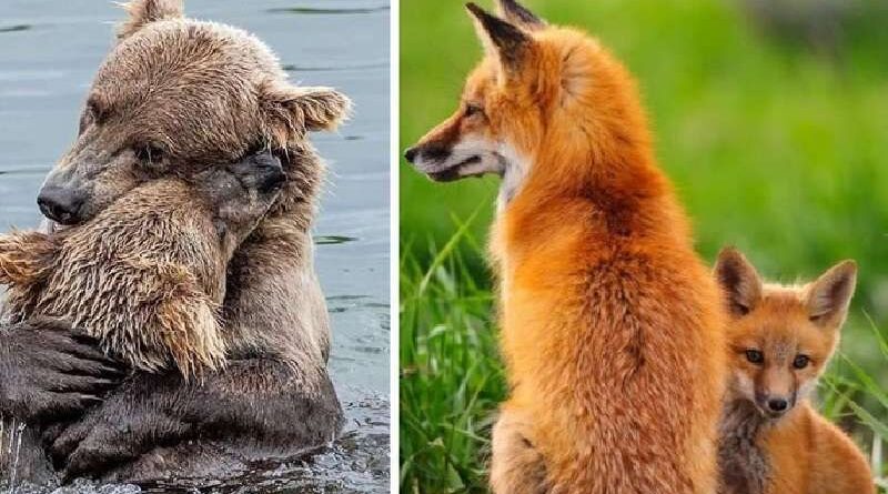 Maminky budou vždycky maminky. Nezáleží na tom, jestli jste lidská nebo&nbsp;zvířecí máma