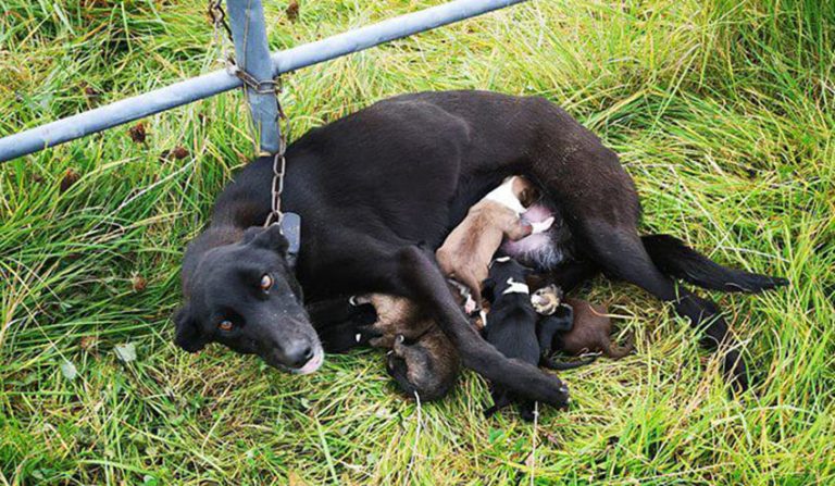 Připoutanou fenku, která se starala o svých šest štěňat, se podařilo zachránit